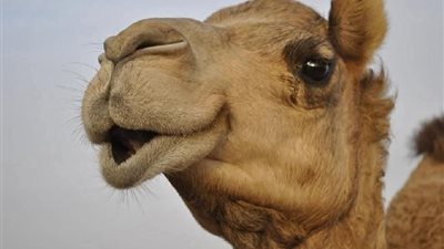 أفلا ينظرون إلى الأبل كيف خلقت 
